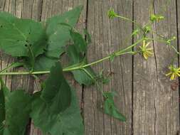 <i>Silphium <i>perfoliatum</i></i> var. perfoliatum resmi