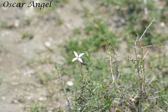 Plancia ëd Bouvardia erecta (DC.) Standl.