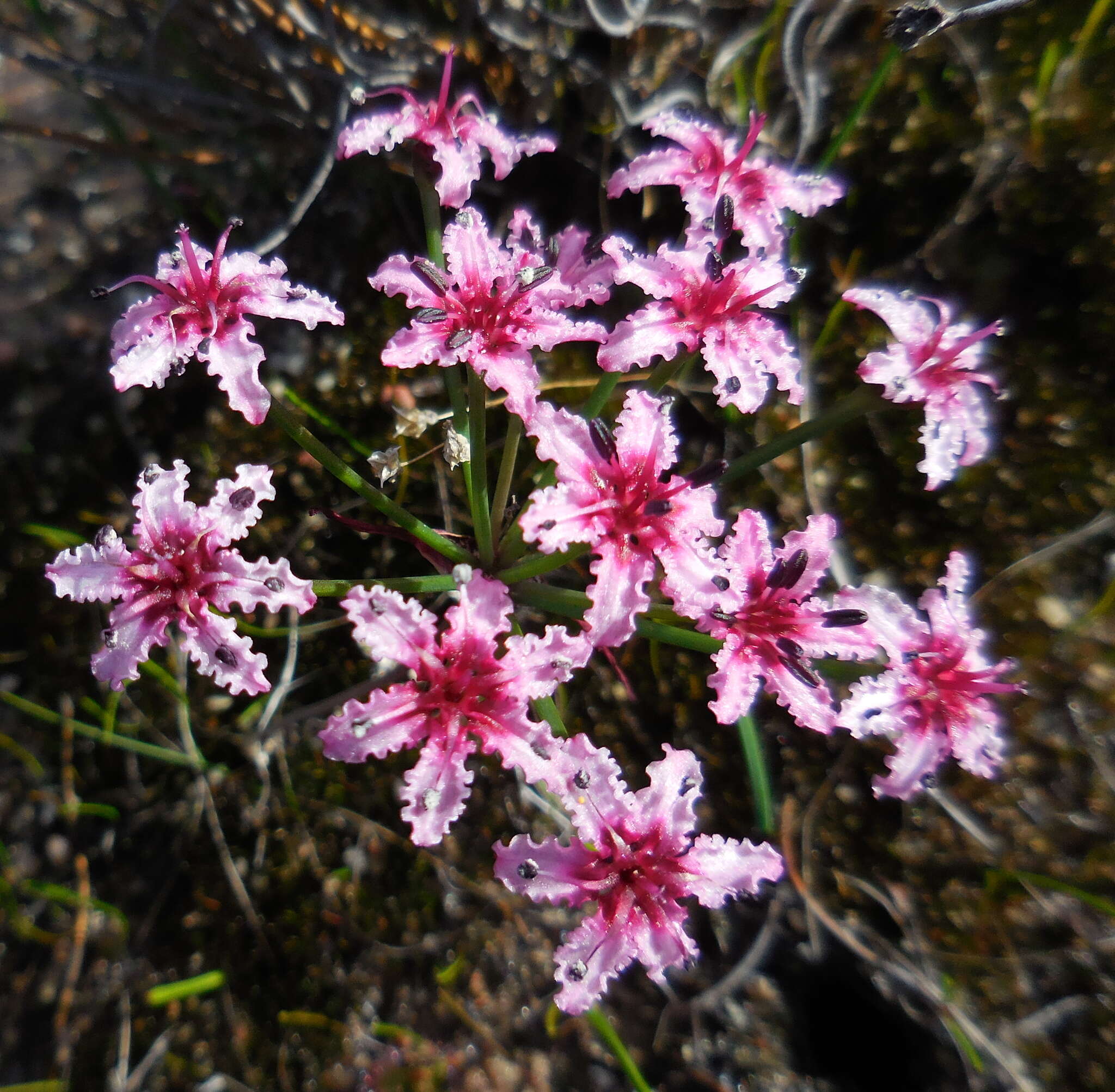 Image of Hessea undosa Snijman