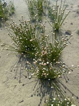 Sivun Eriocaulon cinereum R. Br. kuva