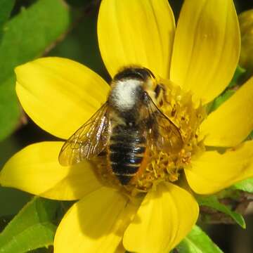 Image of Megachile leaf-cutter bee