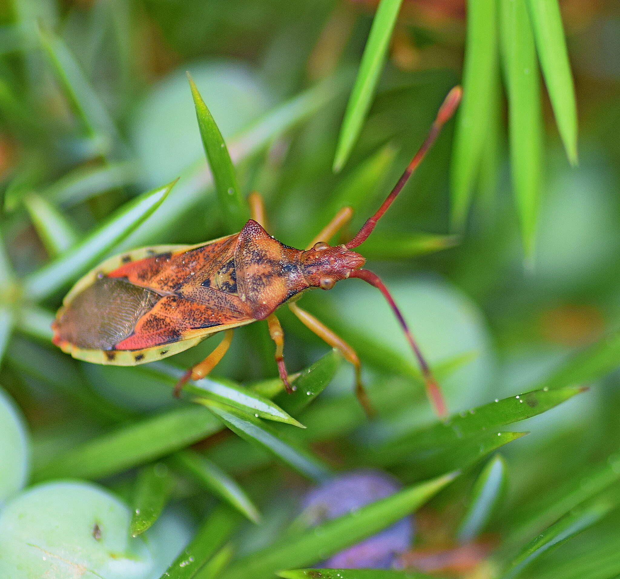 Image of Gonocerus juniperi Herrich-Schäffer 1839