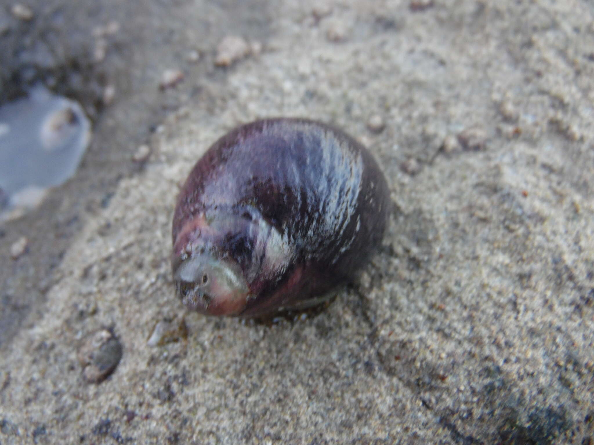 单齿刺岩螺的圖片