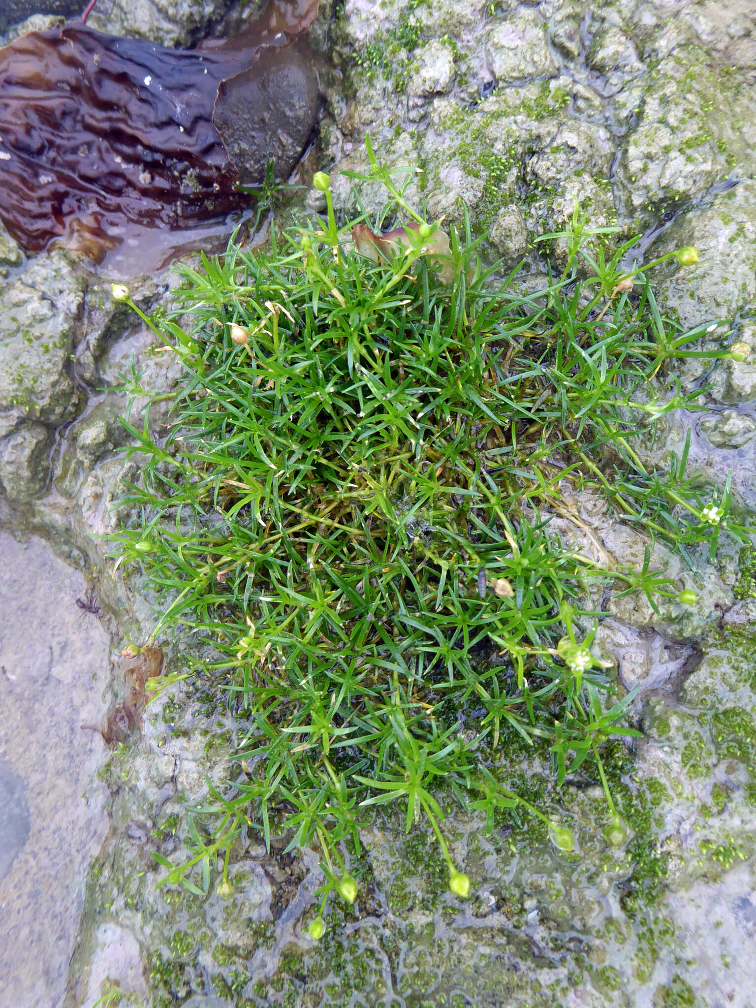Image of birdeye pearlwort