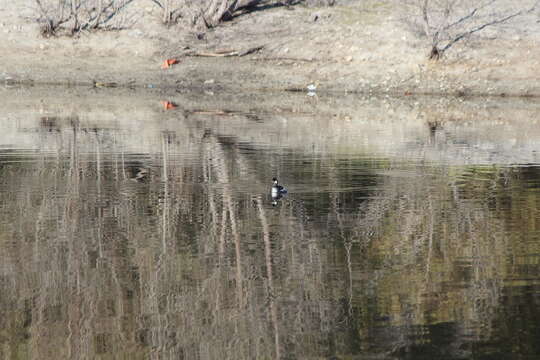 Imagem de Podiceps nigricollis californicus Heermann 1854