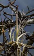 Image of Tillandsia streptocarpa Baker