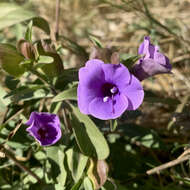 Imagem de Barleria mackenii Hook. fil.