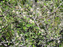 Imagem de Cotoneaster nummularius Fisch. & C. A. Meyer