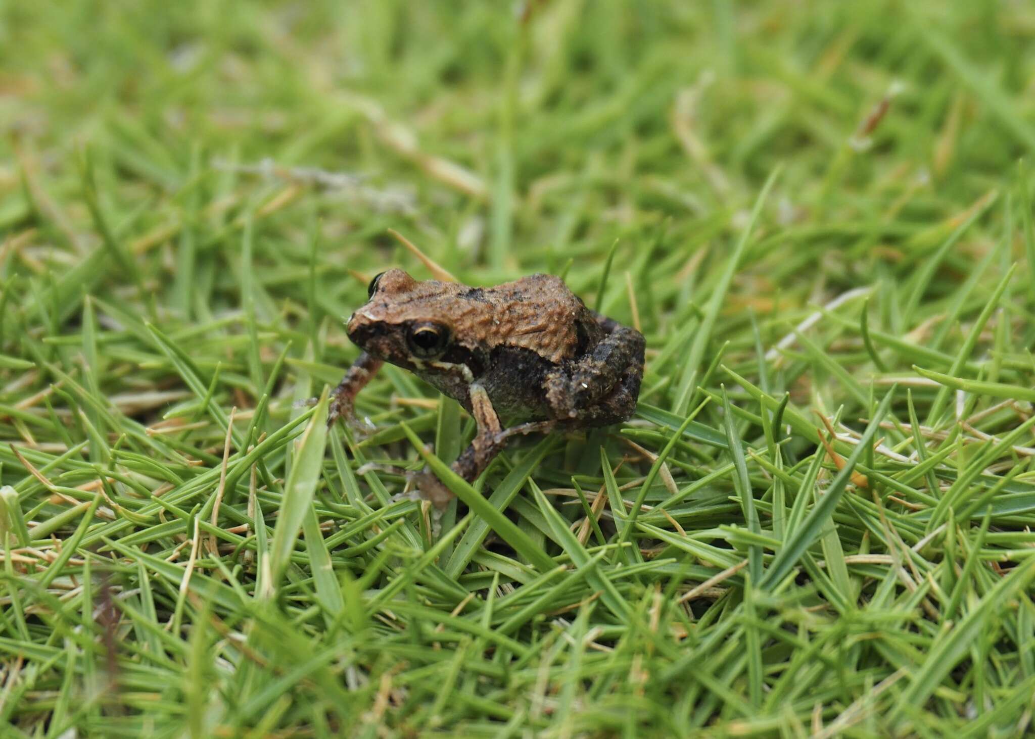 Image of Leptodactylus labrosus Jiménez de la Espada 1875