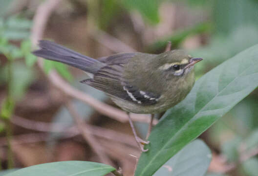 Image of Plumbeous Warbler