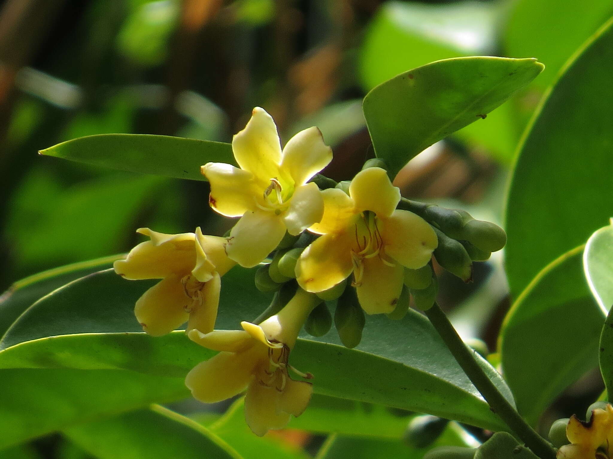 Image of Fagraea gracilipes A. Gray