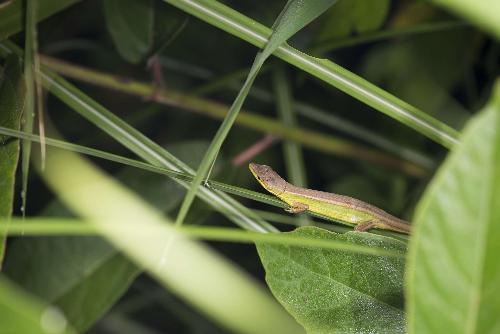 Image of Takydromus stejnegeri Van Denburgh 1912