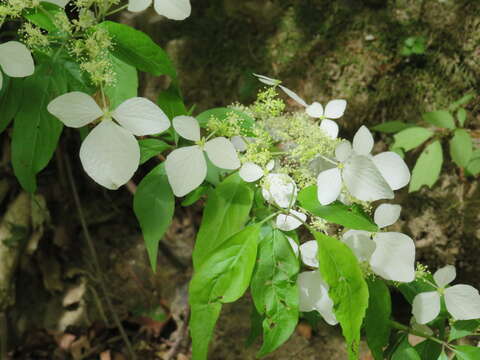 Image of Hydrangea scandens (L. fil.) Ser.