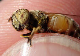 صورة Eristalinus megacephalus (Rossi 1794)