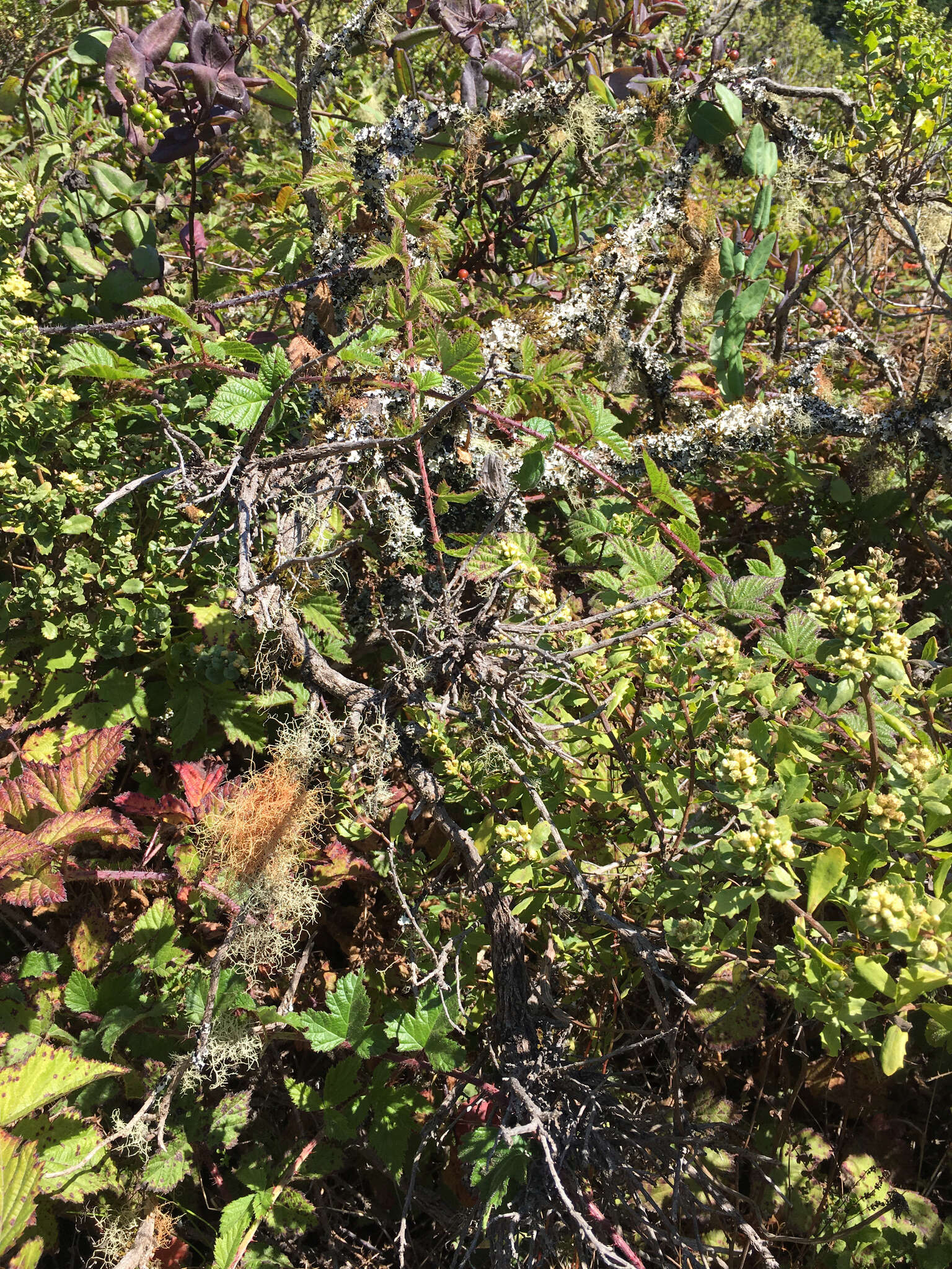 Image of beard lichen