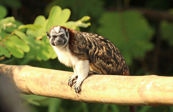 Image of Geoffroy's tamarin