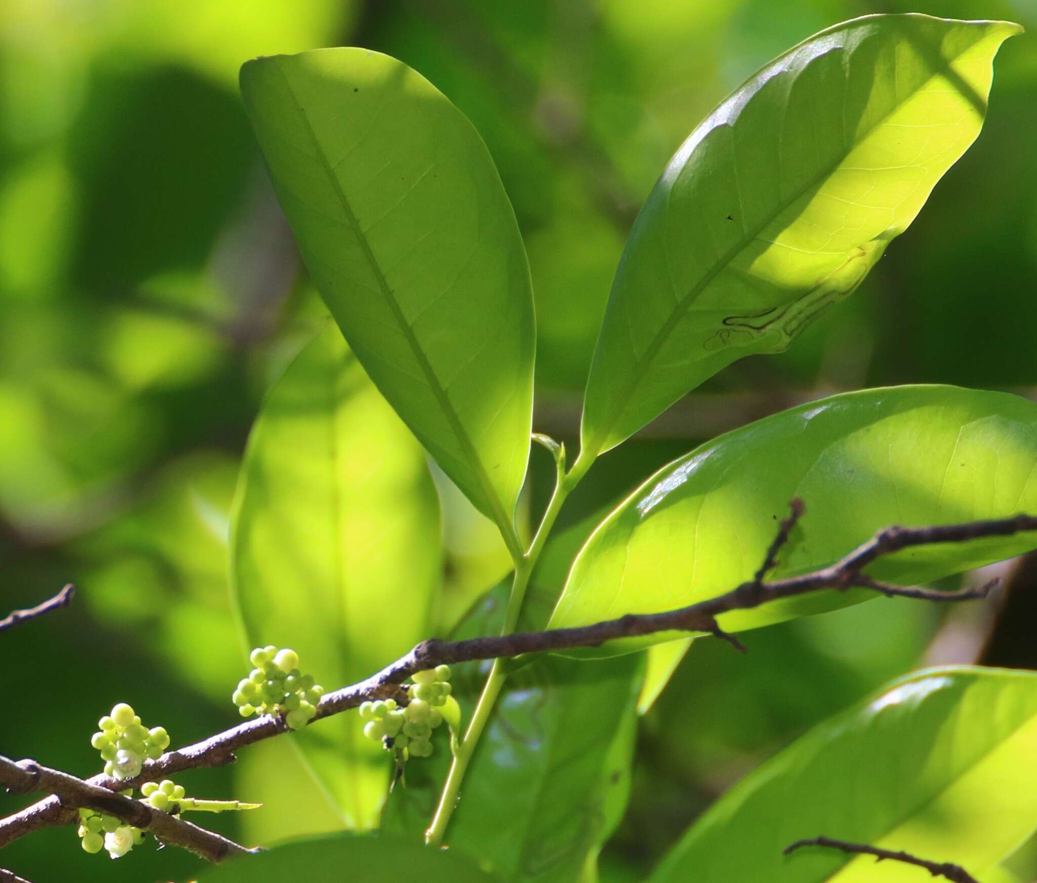 Sivun Diospyros sylvatica Roxb. kuva