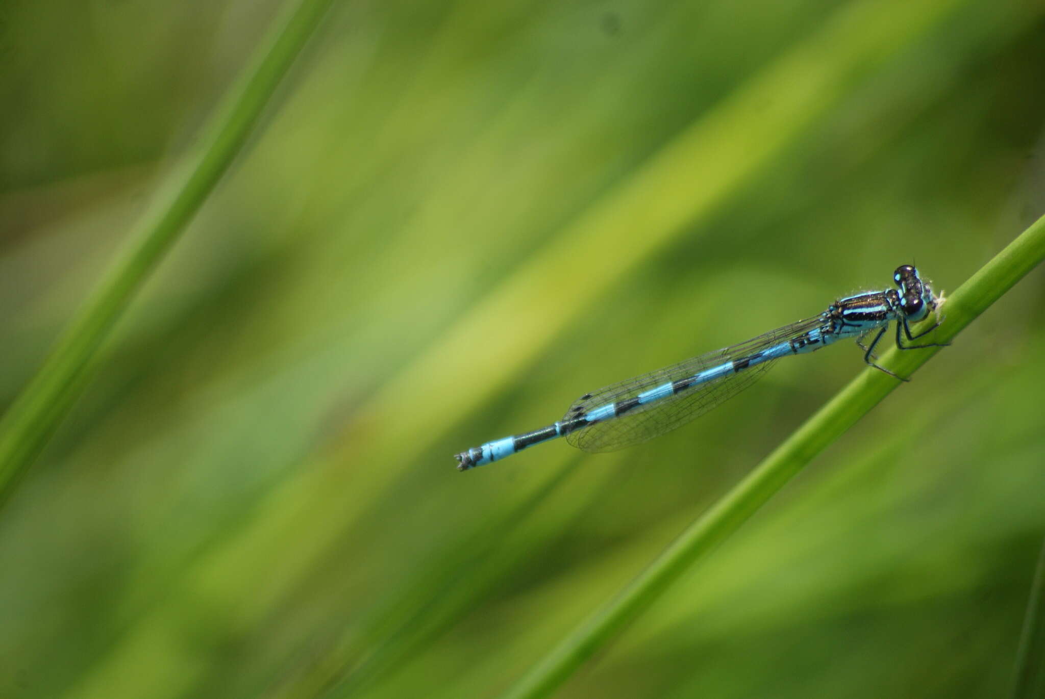 Image of Southern Damselfly