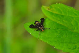 Image of The Boneset Borer