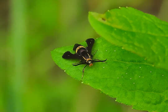 Image of The Boneset Borer