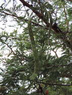 Image of Vachellia nilotica subsp. kraussiana (Benth.) Kyal. & Boatwr.