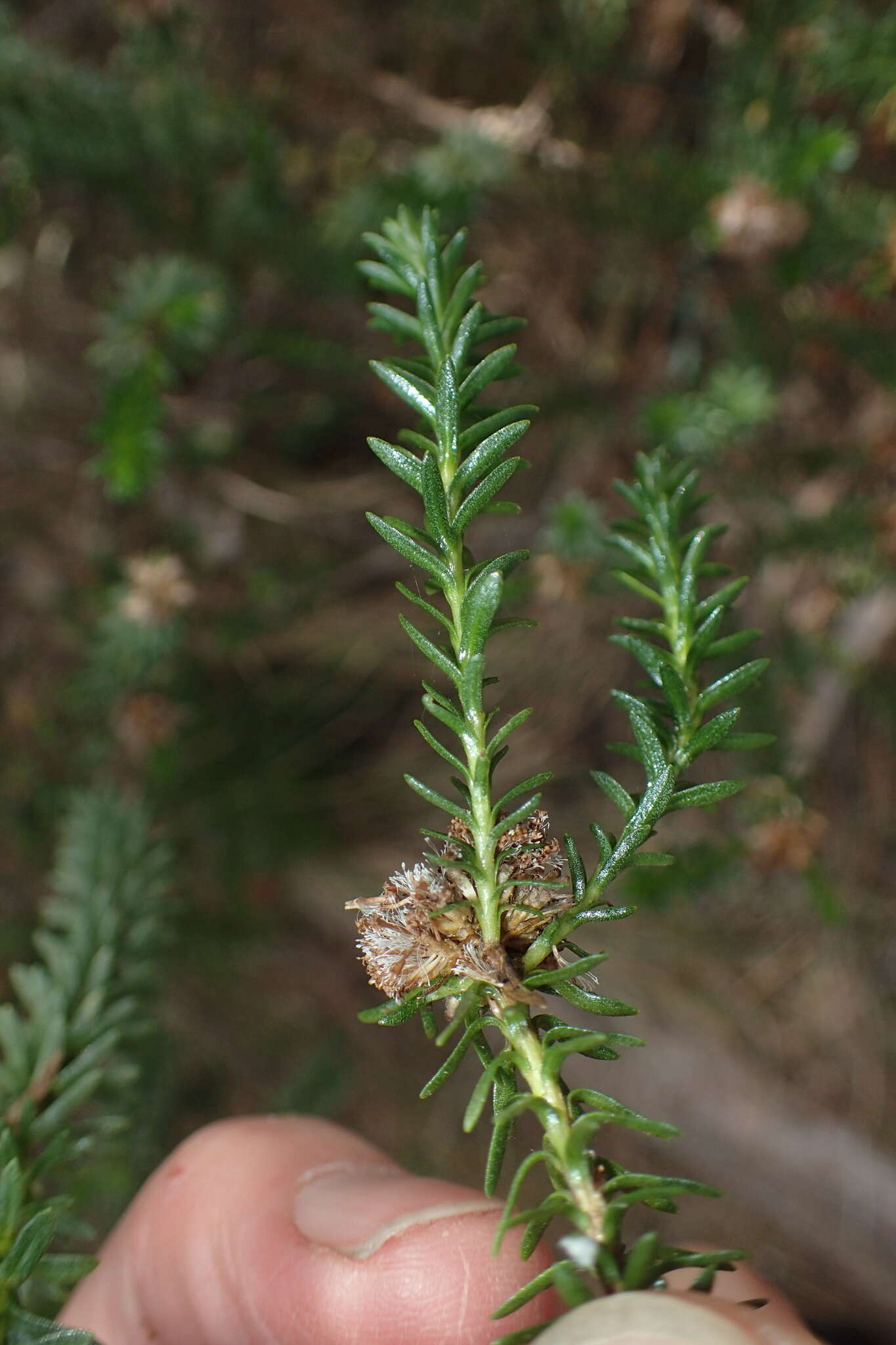 Image of Ozothamnus lycopodioides Hook. fil.