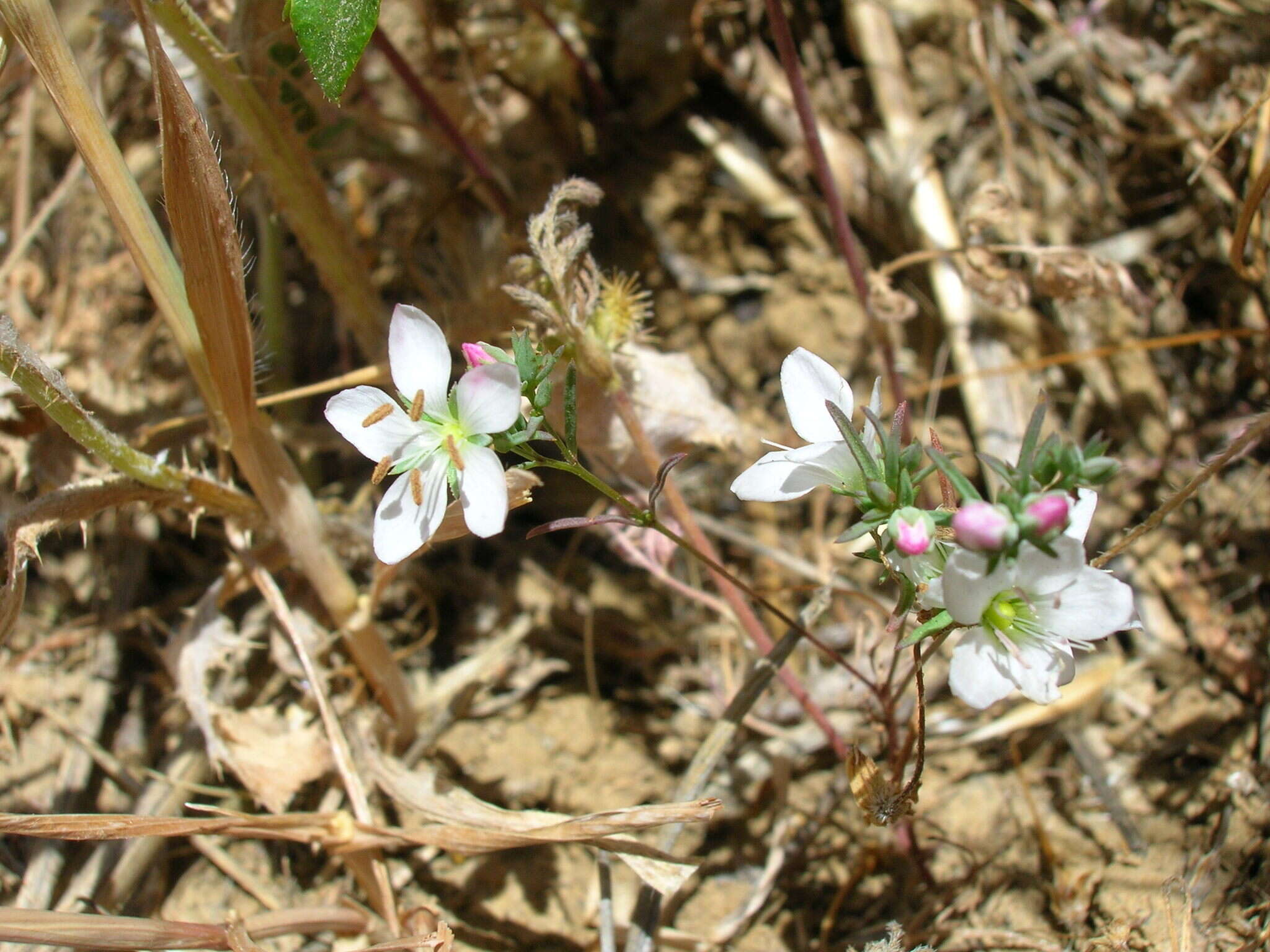 Image of California dwarf-flax