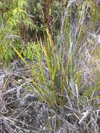 Image of Polynesian Twig-Rush