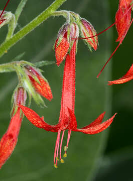 Image of scarlet gilia