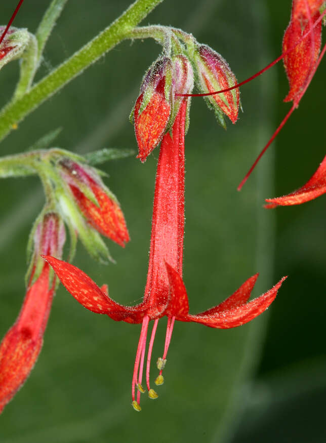 Ipomopsis aggregata subsp. aggregata resmi