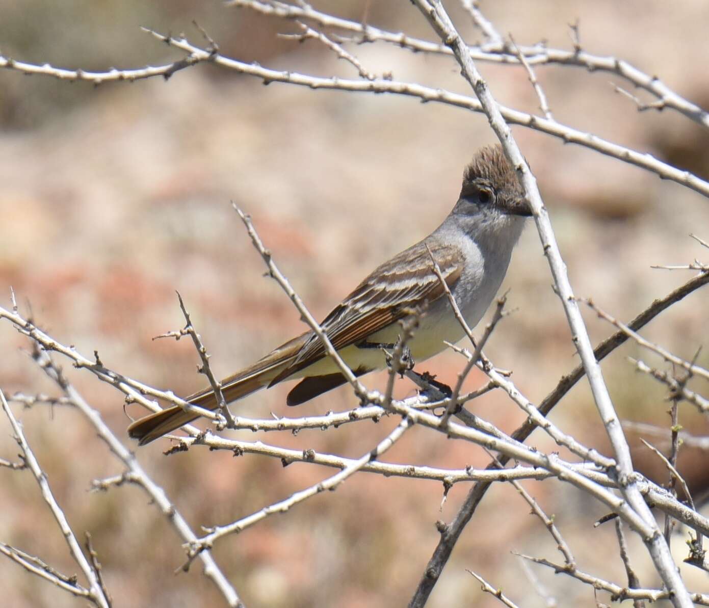 Image of Ash-throated Flycatcher