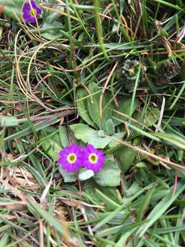 Image of Scottish primrose