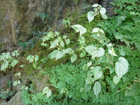 Image of Begonia rostrata Welw. ex Hook. fil.