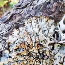 Image of tube lichen