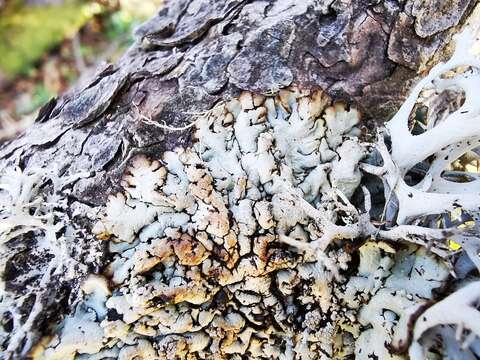 Image of tube lichen