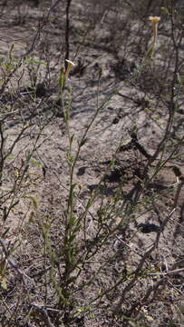 Image de Leptoglossis