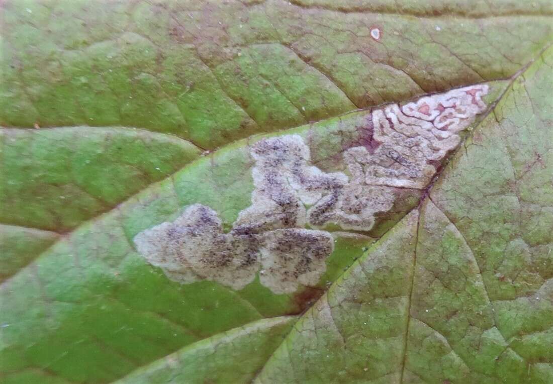 Image of dewberry pigmy