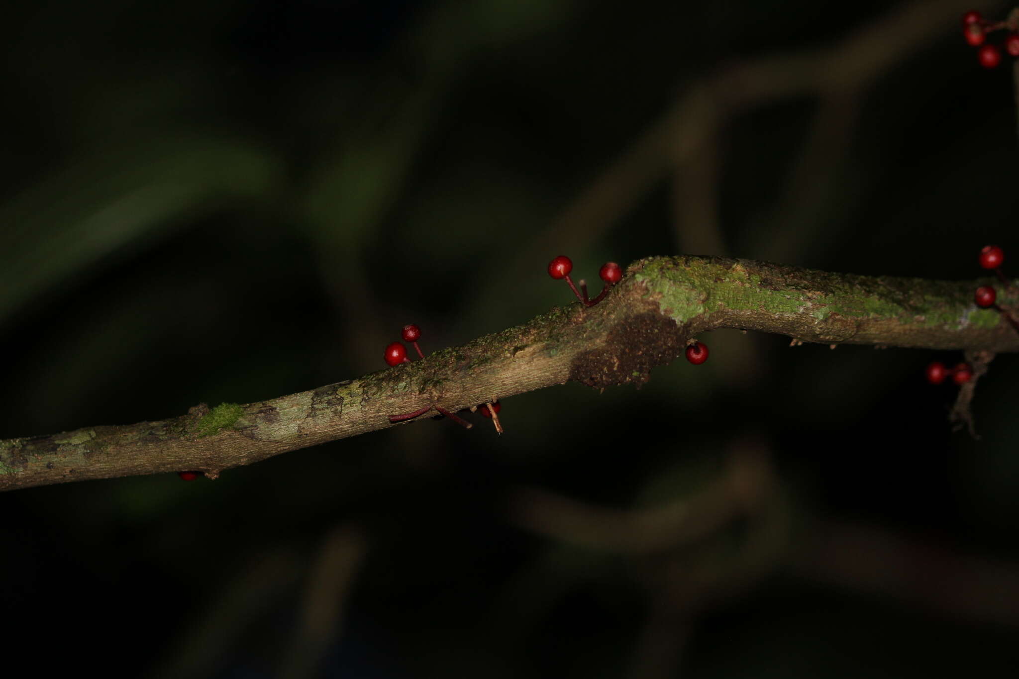 Image of Henriettea caudata (Gleason) Penneys, Michelang., Judd & Almeda