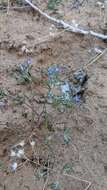 Imagem de Eriastrum eremicum subsp. zionis (T. T. Craig) S. J. De Groot