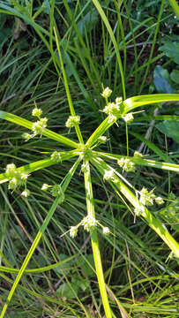 Image of Tall flatsedge