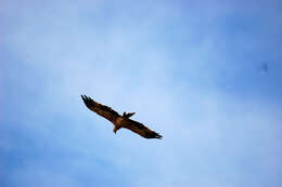 Image of Asian Imperial Eagle