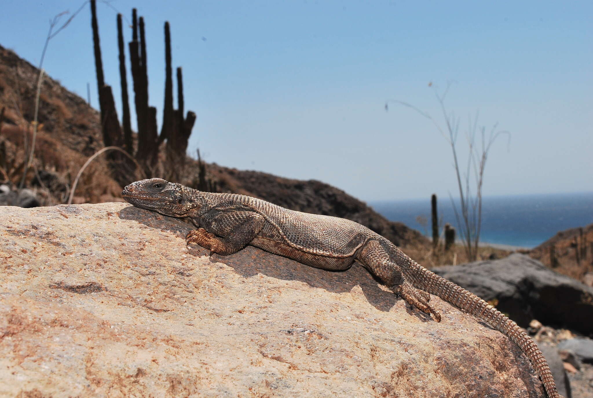 Image of Angel Island chuckwalla