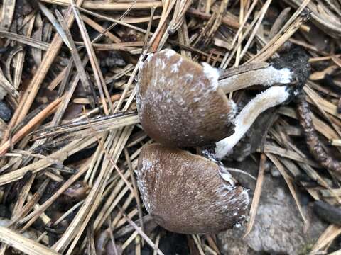 Image de Psathyrella pennata (Fr.) A. Pearson & Dennis 1948