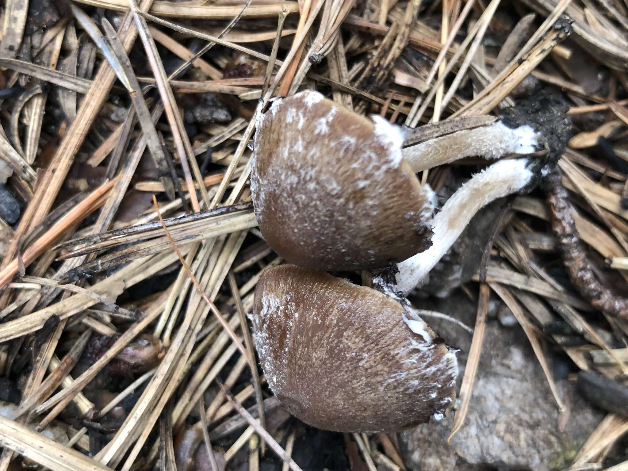 Imagem de Psathyrella pennata (Fr.) A. Pearson & Dennis 1948