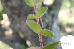 Image of Crassula obovata var. obovata