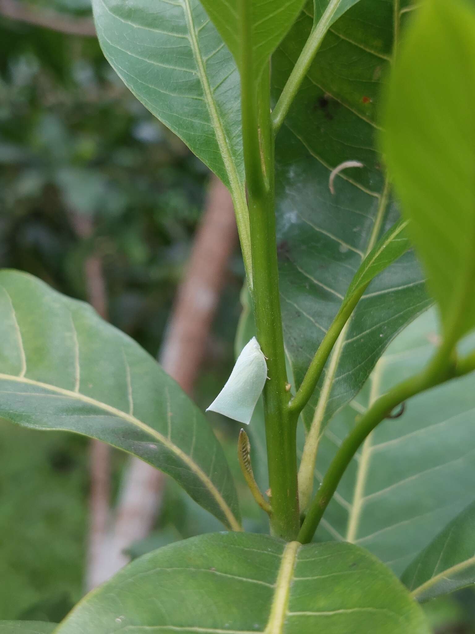 Image of Phylliana alba (Jacobi 1915)