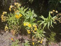 Image of Faujasia salicifolia (Pers.) C. Jeffrey