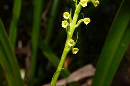 Image of Benthamia chlorantha (Spreng.) Garay & G. A. Romero