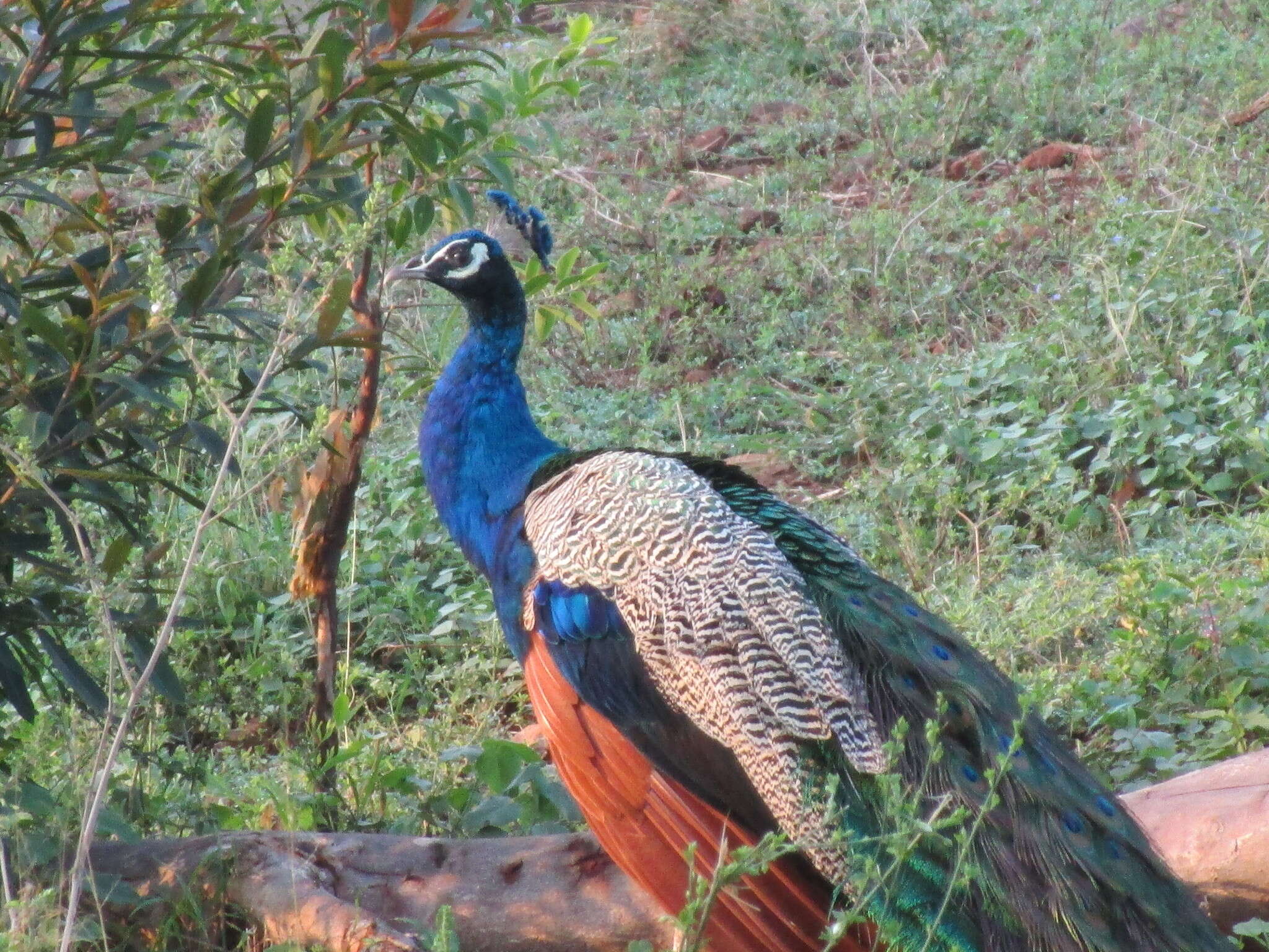 Image of Pavo Linnaeus 1758