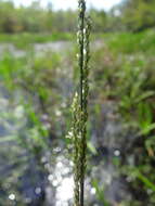 Panicum hemitomon Schult. resmi